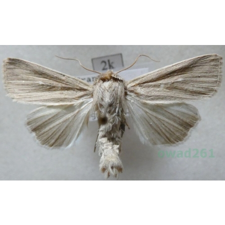 Mythimna congrua (Hübner, 1817) France2k